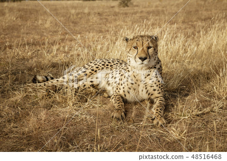 Adult cheetah lies down in dry grass 48516468