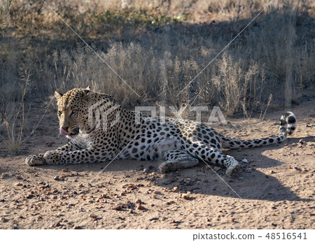 Leopard lying down in the dirt Leopard lying down in the dirt 48516541