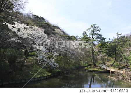 Garden landscape (Kanagawa, Sanshien, cherry blossoms) 48516890