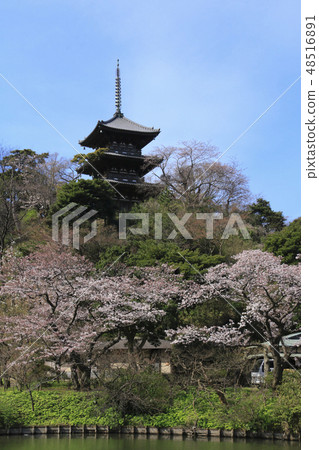 Garden landscape (Kanagawa, Sanshien, cherry blossoms) 48516891