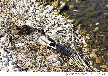 couple of ducks on the shore couple of ducks on the shore 48517171