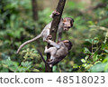 Two small monkeys play sitting on a tree branch in Ubud. 48518023