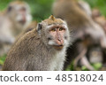 Closeup portrait of the monkey. 48518024