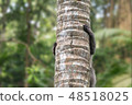 Monkey climbs up the trunk of a palm tree in the forest in Ubud. 48518025