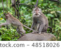 Monkey sitting on a stone and the other monkey jumping. 48518026