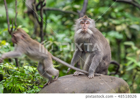 Monkey sitting on a stone and the other monkey jumping. 48518026