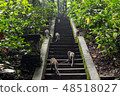 Monkeys walking up the stone stairs in the forest. 48518027