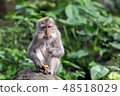Monkey sits on a rock and eats sweet potatoes in the forest. 48518029