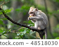 Monkey sits on a tree branch and eats sweet potatoes. 48518030