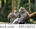 Little monkey cleans big monkey's fur in Ubud forest. 48518052
