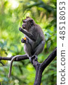 Monkey sits on a branch of the tree and eats sweet potato. 48518053