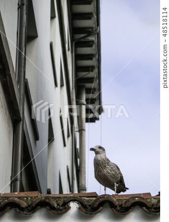 Seagull perched on a house Seagull perched on a house 48518114