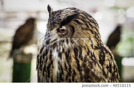 Wild trained owl Wild trained owl 48518115