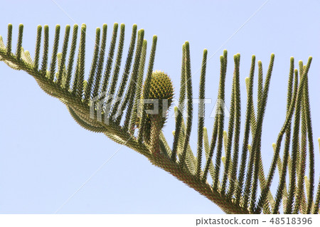 Araucaria tree branch with foetus 48518396