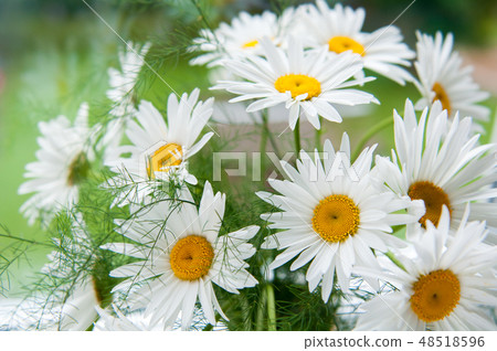 Beautiful bouquet of white fresh camomiles inside Beautiful bouquet of white fresh camomiles inside 48518596