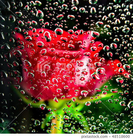 Red rose behind glass of a window with water drops 48518600