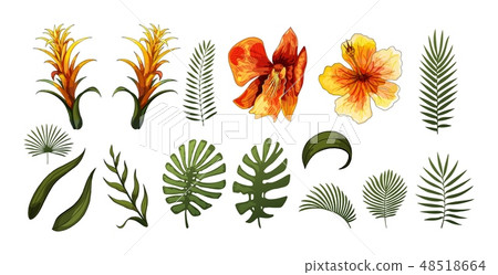 Exotic Flowers, Tropical Leaves design elements. Vector floral illustrations Exotic Flowers, Tropical Leaves design elements. Vector floral illustrations 48518664