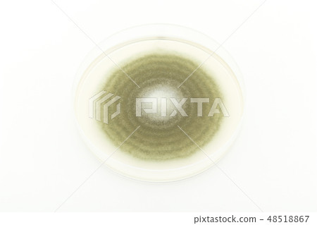 Penicillium digitatum Penicillium digitatum green mold Penicillium digitatum Penicillium digitatum green mold 48518867