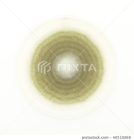 Penicillium digitatum Penicillium digitatum green mold 48518869