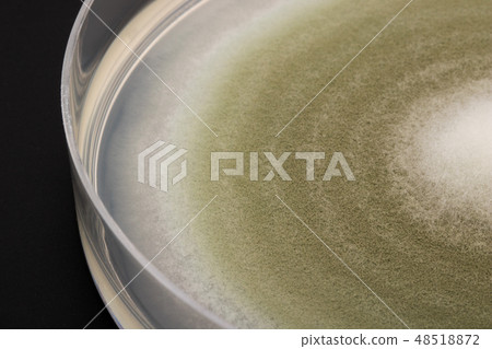 Penicillium digitatum Penicillium digitatum green mold 48518872