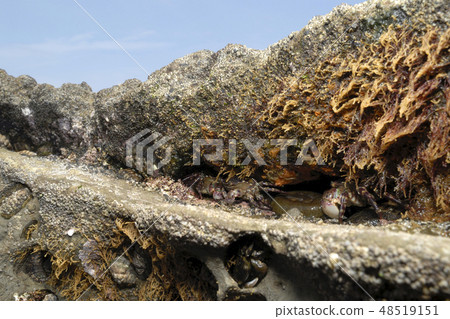 Crab of the rock gaps Crab of the rock gaps 48519151