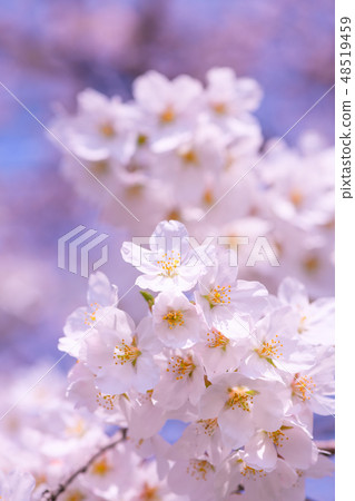 Cherry Blossoms	 48519459