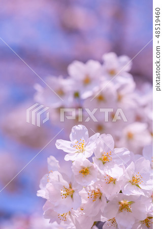 Cherry Blossoms	 48519460
