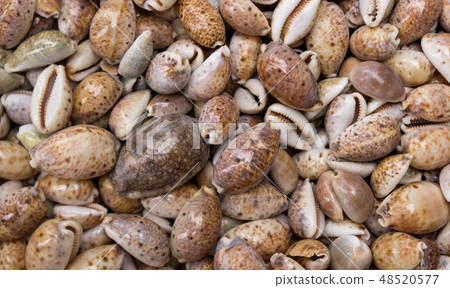 seashells as a background on the counter market 48520577