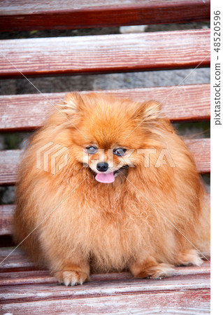 Spitz dog on a bench close up Spitz dog on a bench close up 48520596