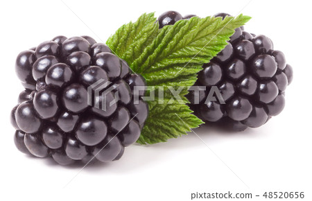 blackberry with leaf isolated on a white background closeup blackberry with leaf isolated on a white background closeup 48520656