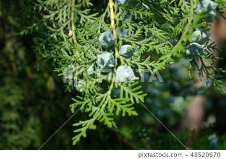 Cypress seeds on a branch close-up macro 48520670