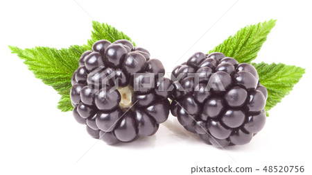 blackberry with leaf isolated on a white background closeup blackberry with leaf isolated on a white background closeup 48520756