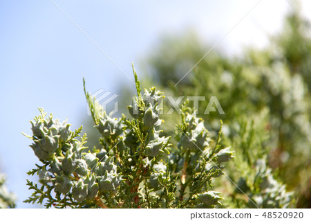 Cypress seeds on a branch close-up macro 48520920
