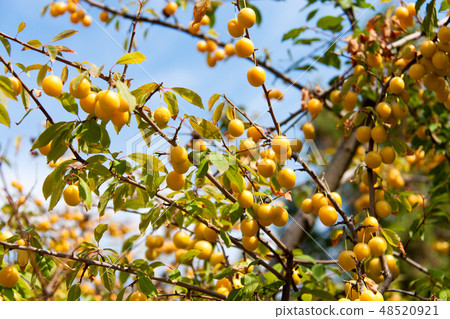 branch with yellow cherry plum against the sky 48520921
