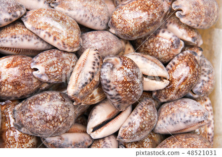 seashells as a background on the counter market seashells as a background on the counter market 48521031