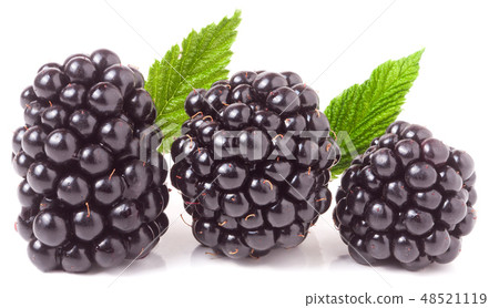 three blackberry with leaf isolated on a white background closeup 48521119