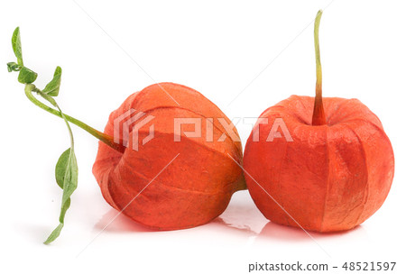 two closed husk tomatoes with leaf isolated on white background two closed husk tomatoes with leaf isolated on white background 48521597