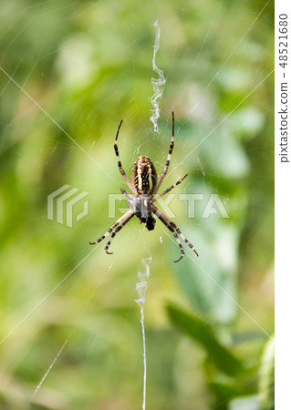 wasp spider sitting on a web green background wasp spider sitting on a web green background 48521680