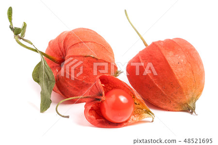 husk tomatoes or physalis with leaf isolated on white background husk tomatoes or physalis with leaf isolated on white background 48521695