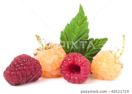 red and yellow raspberries with leaves on a white background red and yellow raspberries with leaves on a white background 48521729