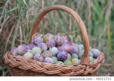 plum in a wicker basket in the garden plum in a wicker basket in the garden 48521733