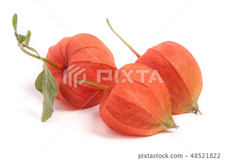 three closed husk tomatoes with leaf isolated on white background three closed husk tomatoes with leaf isolated on white background 48521822