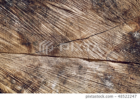 Tree trunk texture Tree trunk texture 48522247