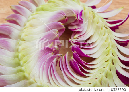 Purple off white Orchid flower round blossom shape Purple off white Orchid flower round blossom shape 48522290