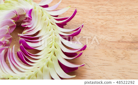 Purple off white Orchid flower round blossom shape Purple off white Orchid flower round blossom shape 48522292