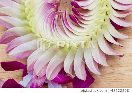 Purple off white Orchid flower round blossom shape Purple off white Orchid flower round blossom shape 48522298