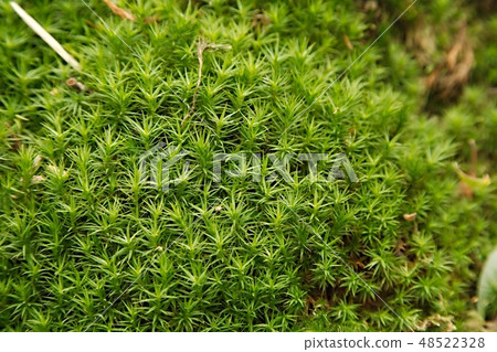 Moss layer closeup Moss layer closeup 48522328