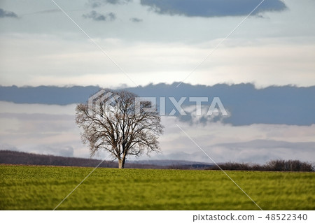 Tree on a field Tree on a field 48522340