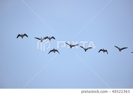 Wild Geese Flying 48522363
