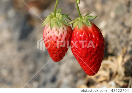 Ishigaki strawberry Ishigaki strawberry 48522704